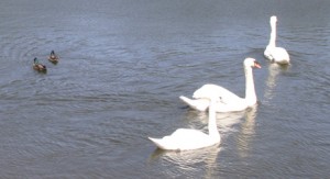 Swans at Queen's Valley